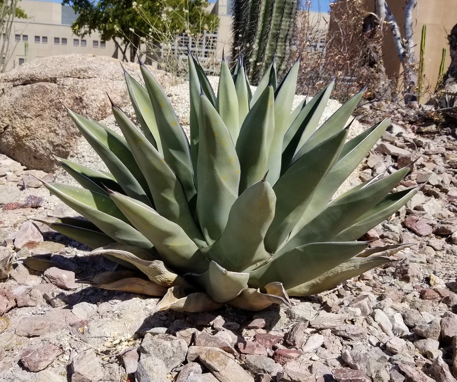 Sharkskin Agave (Agave nickelsiae x scabra) — Spadefoot Nursery, Inc.